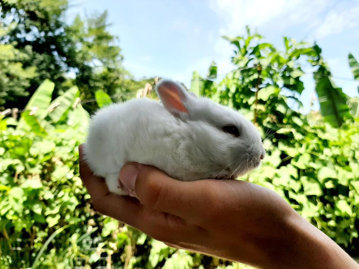 Fazendinha Paraiso Lumiar Kültér fotó