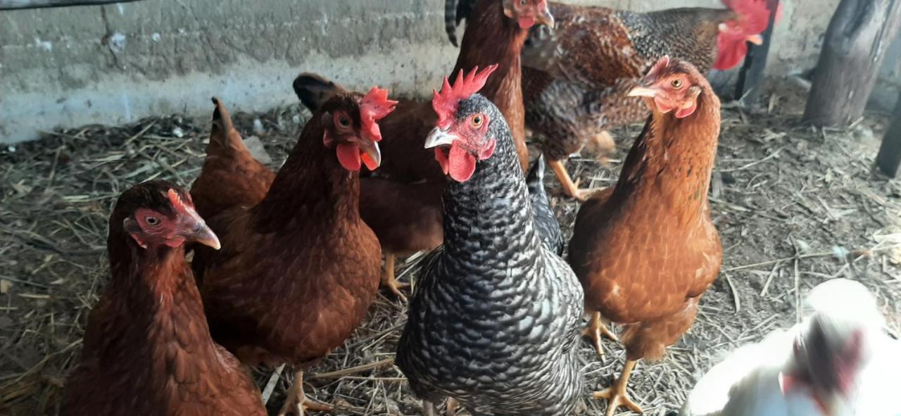 Fazendinha Paraiso Lumiar Kültér fotó